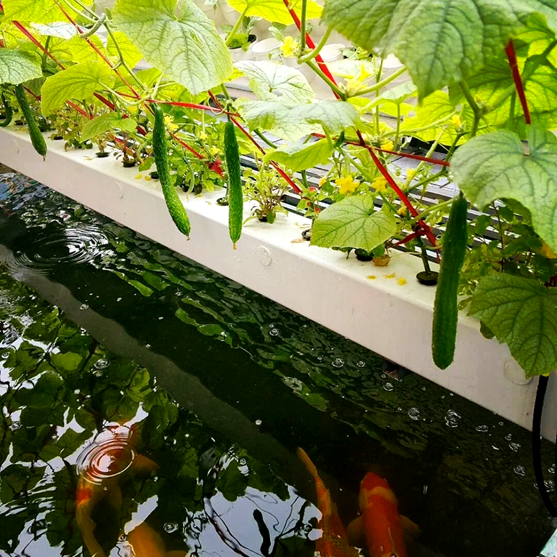 汕尾市苗床鱼菜共生 - 哪里好
